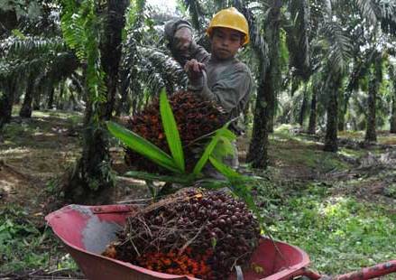 Perkebunan Kelapa Sawit Wajib Terapkan Pembangunan Berkelanjutan, ISPO